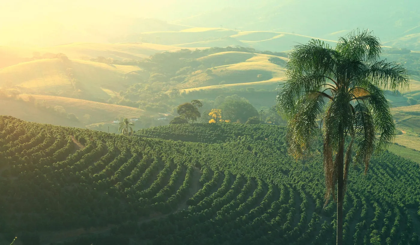 The Mogiana highlands, Brazil — where the Mogiana Natural grows